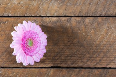 Hafif pembe gerbera daisy, ahşap tahta üzerinde