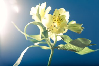 Sarı gün lily, ışık, mavi arka planı