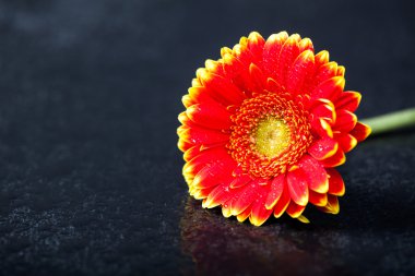Bicolor Kırmızı Sarı gerbera daisy, siyah düşük anahtar