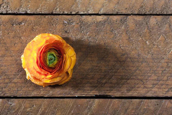 Flor ranúnculo buttercup naranja, sobre tabla de madera — Foto de Stock
