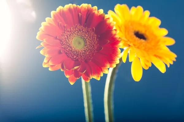 Two gerbera daisies, against the light, blue background — Stock Photo, Image