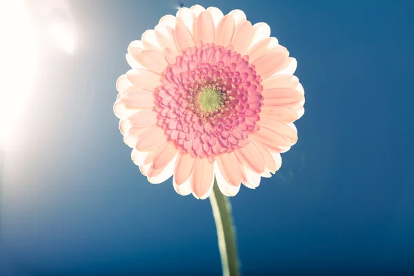 Margherita gerbera rosa chiaro, contro la luce, sfondo blu — Foto Stock