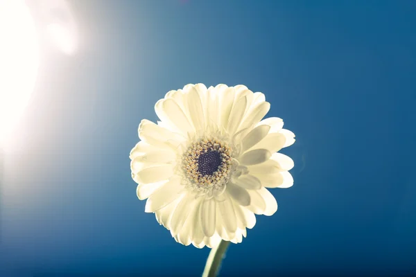 White gerbera daisy, against the light, blue background — Stock Photo, Image