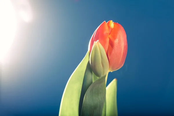 Tulipa laranja, contra a luz, fundo azul — Fotografia de Stock