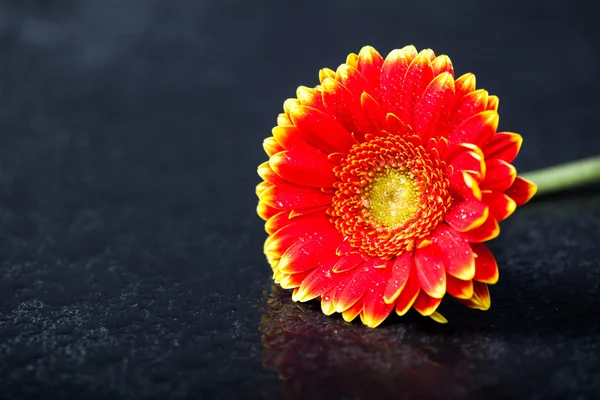 Gerbera rossa bicolore gialla margherita, tasto basso su nero — Foto Stock