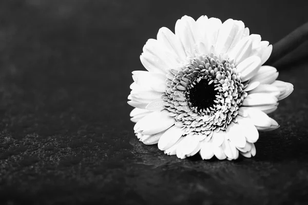 Gerbera margherita,, tasto basso su nero, monocromatico convertito — Foto Stock