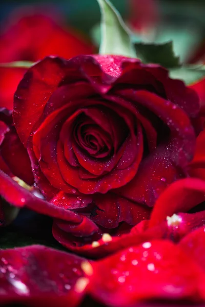 Closeup to red rose on petals, low key on black — Stock Photo, Image