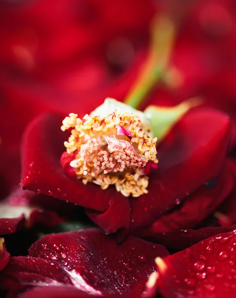 Roze stam en pollen, op bloemblaadjes — Stockfoto