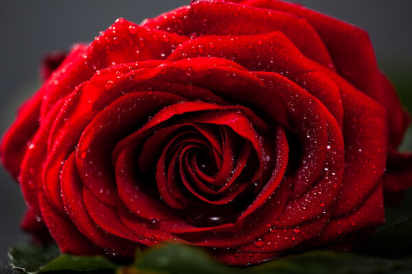 Red rose with petals, macro closeup, shallow depth of field.