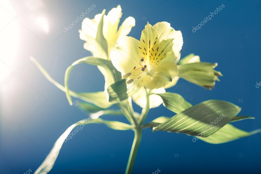 Yellow day lily, against the light, blue background