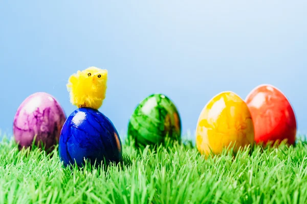 Pequeño pollito en huevo de Pascua pintado, hierba y fondo azul —  Fotos de Stock