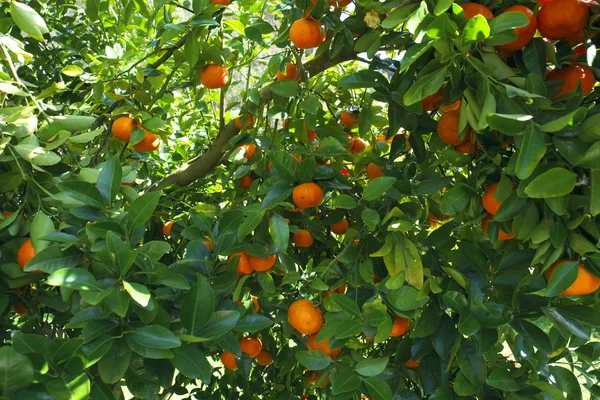 Bir ağaç üzerinde büyüyen mandalina — Stok fotoğraf