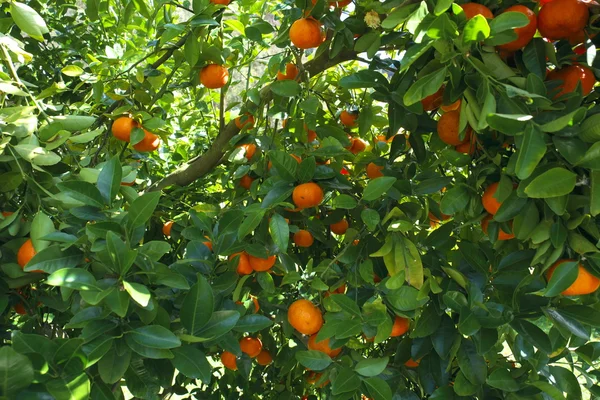 Mandarini che crescono su un albero Fotografia Stock