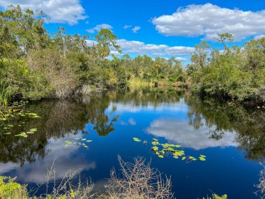 a serene conservation area pond reflects a