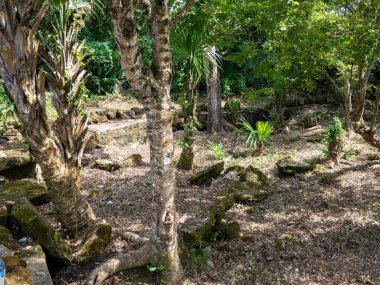 Kutsal Kolombiya öncesi Maya Dini Sitesi