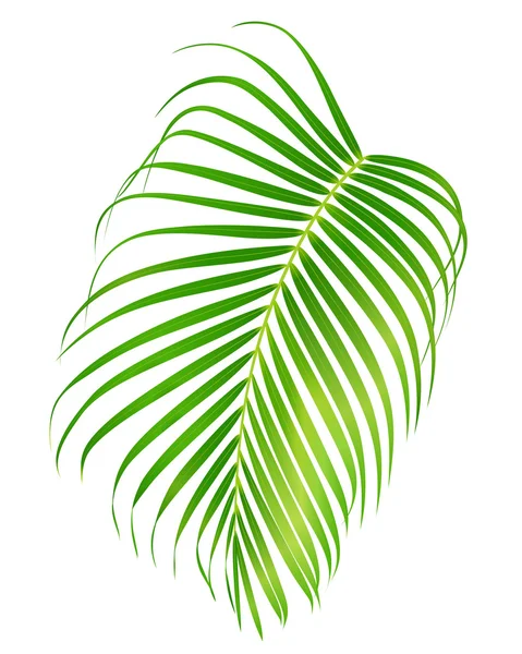 Palm leaf isolated on white background. Vector foliage of tropical tree (useful at any brochure, booklet, leaflet, invitation, holiday and vacation ad) — Stock Vector