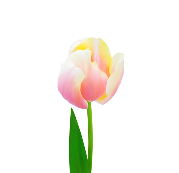 白い背景に孤立したチューリップの花 3月8日 国際女性デー 母の日のギフトカード イースターのような休日の美しい花のデザインに便利 — ストック写真
