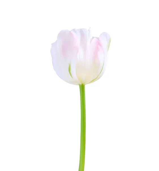 Fleur Tulipe Isolée Sur Fond Blanc Utile Pour Beau Design — Photo