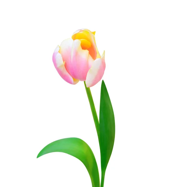 郁金香花在白色的背景上被隔离 适用于3月8日 国际妇女节 母亲节礼卡 复活节等节假日美丽的花卉设计 — 图库照片
