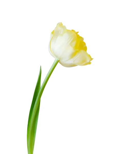 Tulipano Fiore Isolato Sfondo Bianco Utile Bellissimo Design Floreale Vacanza — Foto Stock