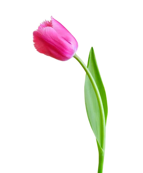 Lale Çiçeği Beyaz Arka Planda Izole Edilmiş Mart Uluslararası Kadınlar — Stok fotoğraf