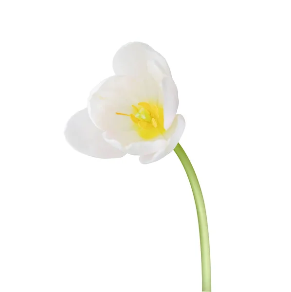 Flor Tulipa Isolada Sobre Fundo Branco Útil Para Belo Design — Fotografia de Stock