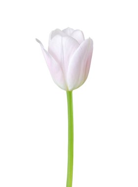 Lale çiçeği beyaz arka planda izole edilmiş. 8 Mart (Uluslararası Kadınlar Günü), Anneler Günü hediye kartı, Paskalya gibi tatillerde güzel çiçek tasarımı için kullanışlıdır.