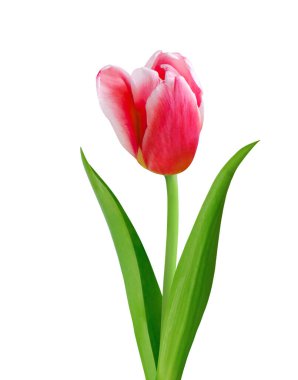 Lale çiçeği beyaz arka planda izole edilmiş. 8 Mart (Uluslararası Kadınlar Günü), Anneler Günü hediye kartı, Paskalya gibi tatillerde güzel çiçek tasarımı için kullanışlıdır.