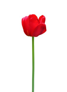 Lale çiçeği beyaz arka planda izole edilmiş. 8 Mart (Uluslararası Kadınlar Günü), Anneler Günü hediye kartı, Paskalya ya da Düğün gibi tatillerde güzel çiçek tasarımı için kullanışlı