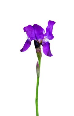 Iris Germanica çiçeği beyaz arka planda izole edilmiş. 8 Mart (Uluslararası Kadınlar Günü), Anneler Günü hediye kartı, Paskalya ya da Düğün gibi tatillerde güzel çiçek tasarımı için kullanışlı