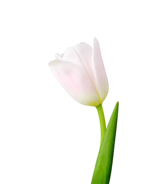 Tulipano Fiore Isolato Sfondo Bianco Utile Bellissimo Design Floreale Vacanza — Foto Stock