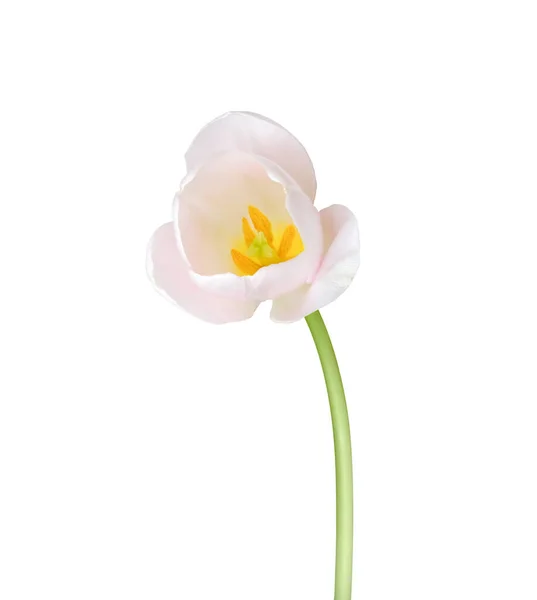 Flor Tulipa Isolada Sobre Fundo Branco Útil Para Belo Design — Fotografia de Stock