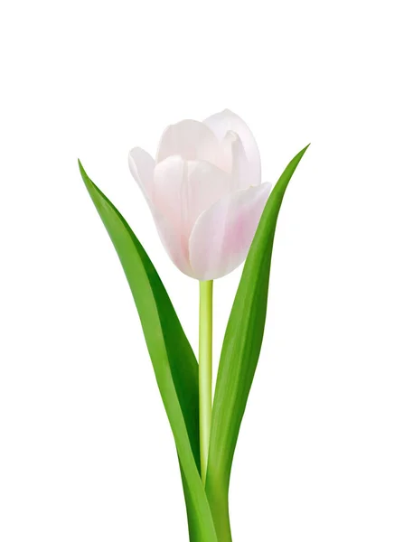 Fleur Tulipe Isolée Sur Fond Blanc Utile Pour Beau Design — Photo