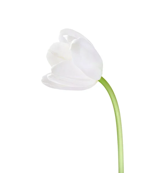 Flor Tulipa Isolada Sobre Fundo Branco Útil Para Belo Design — Fotografia de Stock