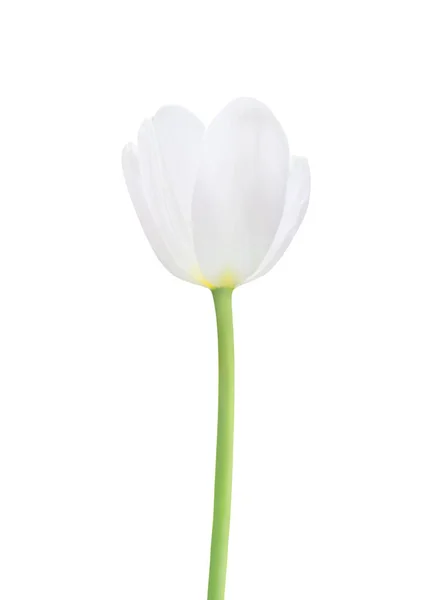 Flor Tulipa Isolada Sobre Fundo Branco Útil Para Belo Design — Fotografia de Stock