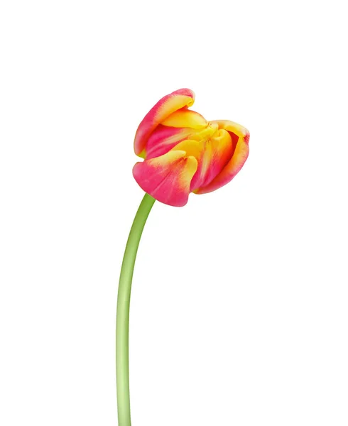 Tulipán Květiny Izolované Bílém Pozadí Užitečné Pro Krásný Květinový Design — Stock fotografie