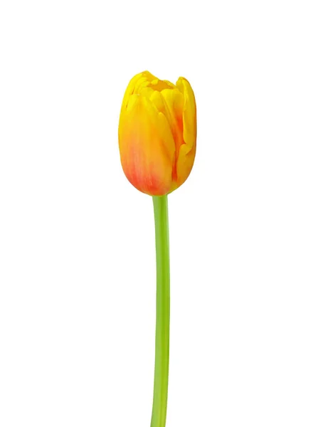 Tulipanblomst Isolert Hvit Bakgrunn Nyttig Vakker Blomsterdesign Ferie Som Mars – stockfoto