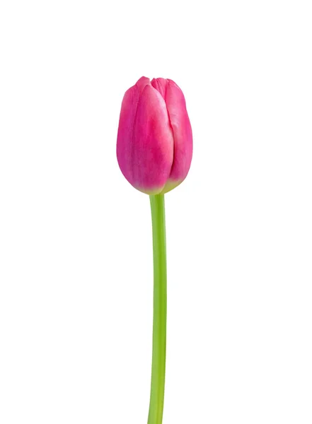 郁金香花在白色的背景上被隔离 适用于3月8日 国际妇女节 母亲节礼卡 复活节等节假日美丽的花卉设计 — 图库照片