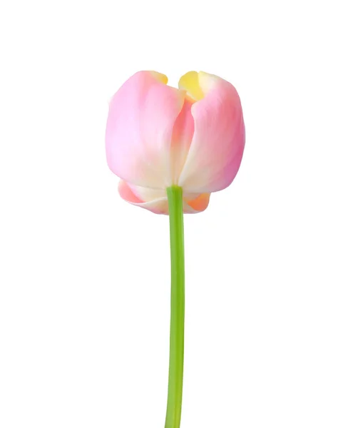 Tulpe Blume Isoliert Auf Weißem Hintergrund Nützlich Für Schöne Blumenmuster — Stockfoto