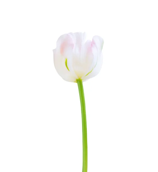 Flor Tulipa Isolada Sobre Fundo Branco Útil Para Belo Design — Fotografia de Stock