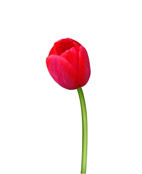 Fleur Tulipe Isolée Sur Fond Blanc Utile Pour Beau Design — Photo