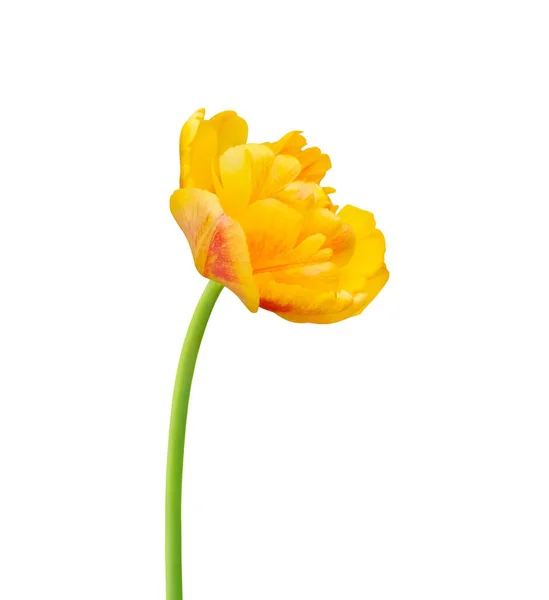 Flor Tulipa Isolada Sobre Fundo Branco Útil Para Projeto Floral — Fotografia de Stock