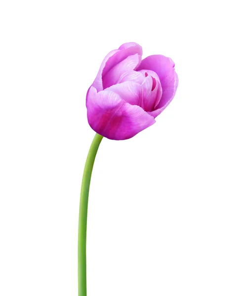 Tulipano Fiore Isolato Sfondo Bianco Utile Bellissimo Design Floreale Vacanza — Foto Stock