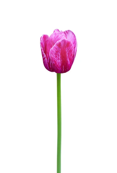 Tulpe Blume Isoliert Auf Weißem Hintergrund Nützlich Für Schöne Blumenmuster — Stockfoto