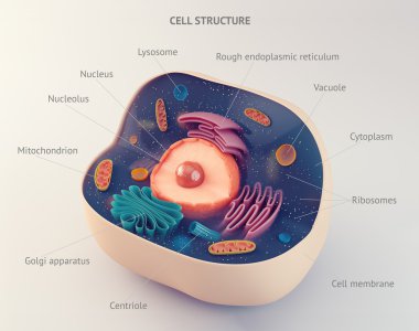 Anatomical structure of animal cell clipart