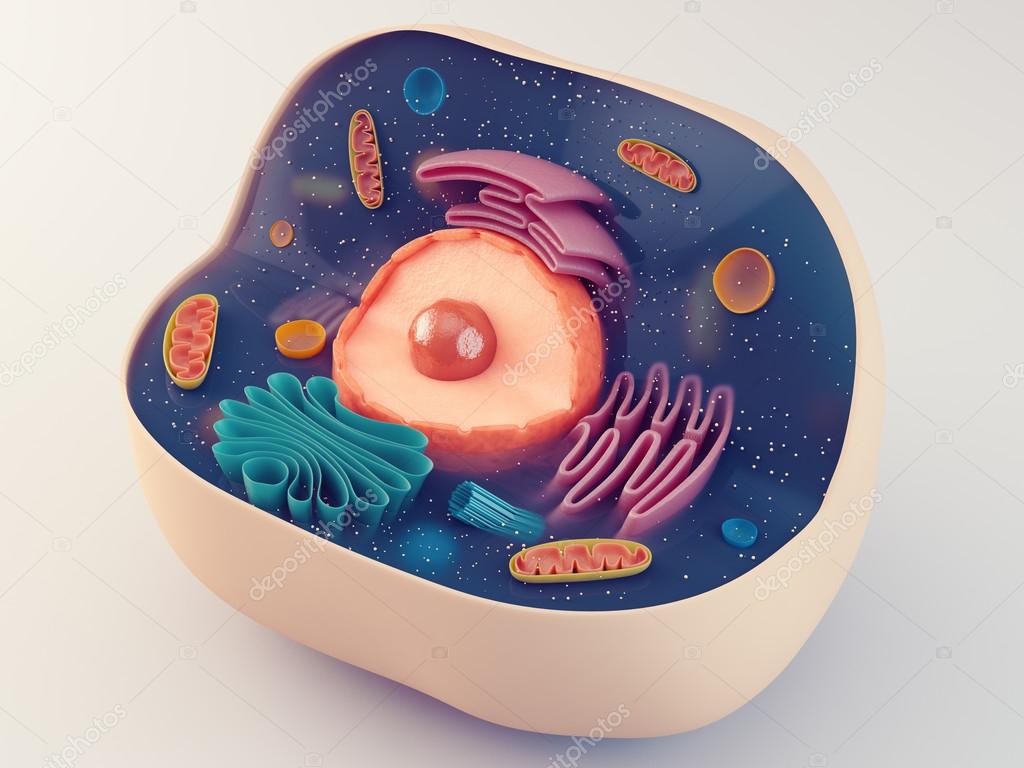 Eukaryotic cell photo Stock Photos, Royalty Free Eukaryotic cell photo Images | Depositphotos Eukaryotic cell photo Stock Photos, Royalty Free Eukaryotic cell photo Images | Depositphotos