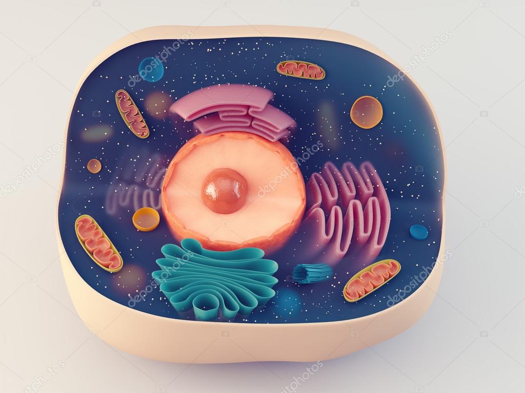 Anatomical structure of animal cell Stock Photo by ©eranicle 103847046 Anatomical structure of animal cell Stock Photo by ©eranicle 103847046
