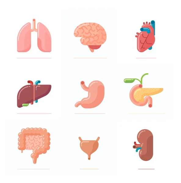 Płaska ilustracja budowy organów ludzkich — Wektor stockowy