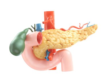 Realistic 3d illustration of human pancreas with gallbladder, duodenum and blood vessels clipart