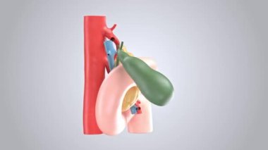Safra kesesi, duodenum ve kan damarlarıyla insan pankreasının gerçekçi 3D animasyonu